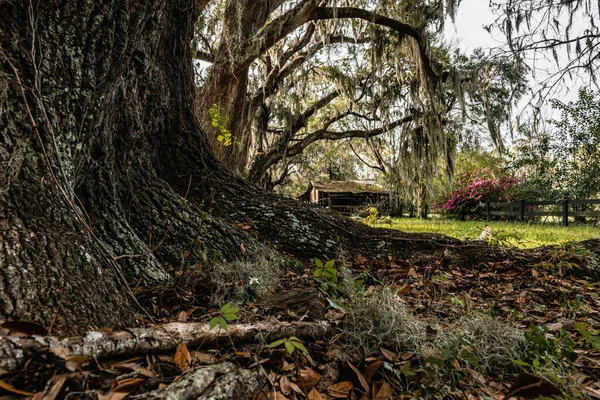 Belo Jardim Com Flores Roxas Árvores — Fotografia de Stock