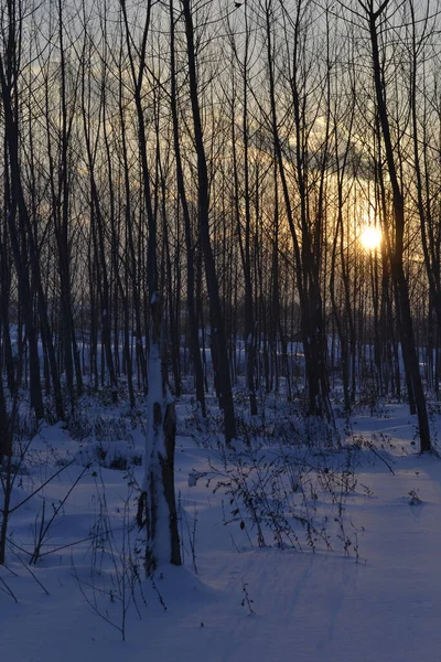 Tiro Vertical Árvores Com Ramos Nus Cobertos Neve Inverno Pôr — Fotografia de Stock