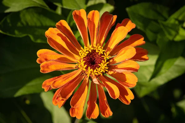 Крупный План Оранжевого Цветка Зиннии Саду Ярком Солнечном Свете Зелеными — стоковое фото