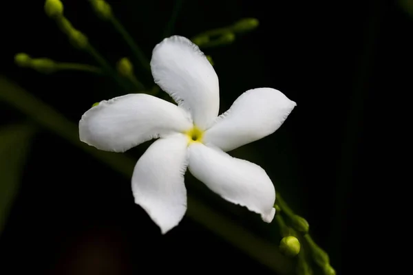 Primo Piano Colpo Fiore Bianco Con Gocce Rugiada Esso — Foto Stock