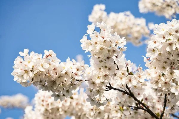Vit Blomma Blommor Blå Klar Himmel — Stockfoto