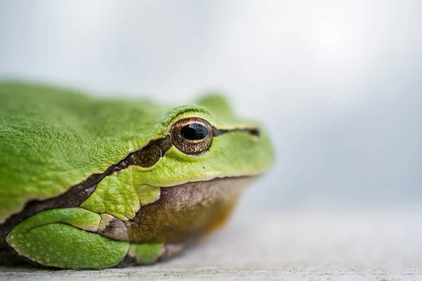 Eine Nahaufnahme Eines Grünen Frosches Auf Einer Weißen Oberfläche — Stockfoto