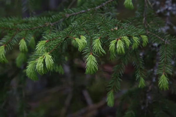 Eine Nahaufnahme Von Europäischen Fichtenknospen Oder Picea Abies — Stockfoto