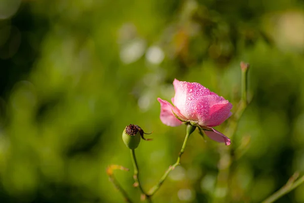 Närbild Bild Den Vackra Rosen Blommar Trädgården — Stockfoto