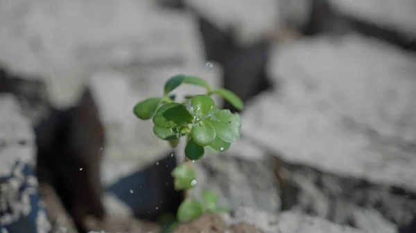 Lovitură Closeup Unei Plante Care Crește Pământul Crăpat — Fotografie, imagine de stoc