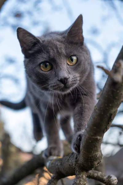 Tiro Close Uma Espécie Gato Azul Russo Andando Para Frente — Fotografia de Stock