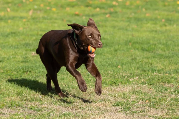 Een Close Van Een Labrador Rennend Springend Het Gazon — Stockfoto