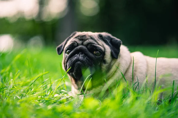 Ένα Κοντινό Πλάνο Ενός Χαριτωμένου Σκυλιού Παγκ Ξαπλωμένου Στο Πράσινο — Φωτογραφία Αρχείου