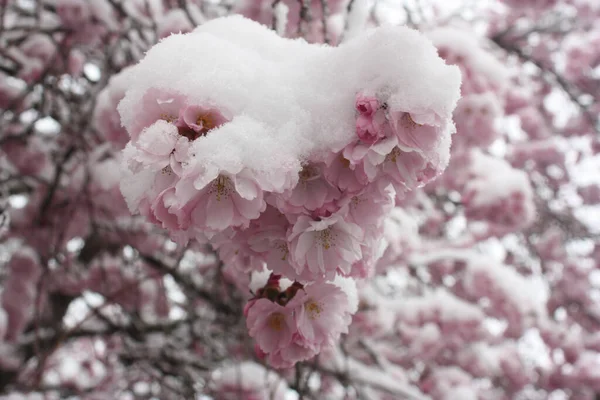 Zbliżenie Ujęcie Różowego Kwiatu Wiśni Drzewie Pokrytym Mrozem — Zdjęcie stockowe