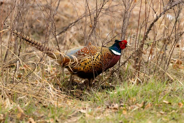 Close Shot Ring Necked Pheasant Grass — Stock Photo, Image