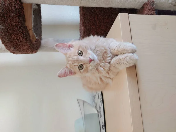 Una Toma Vertical Lindo Gatito Blanco Mullido Tendido Parte Superior — Foto de Stock