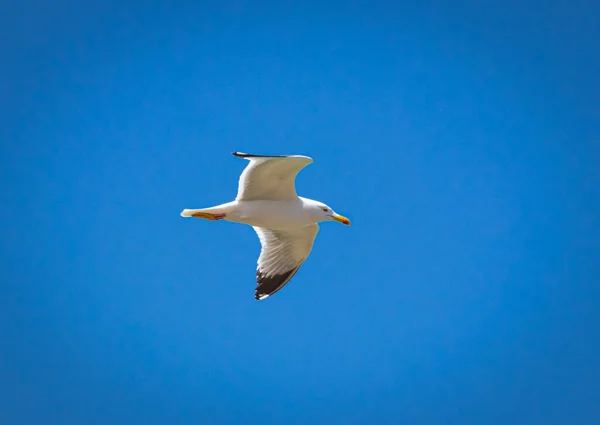 Tiro Ângulo Baixo Uma Gaivota Voando Céu Azul — Fotografia de Stock