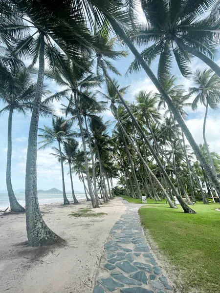 Kuzey Queensland Avustralya Daki Palm Cove Palmiye Ağaçlarıyla Çevrili Patikanın — Stok fotoğraf