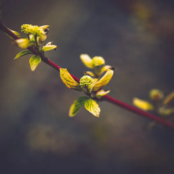 Zbliżenie Ujęcia Kwiatowych Pąków Gałęzi — Zdjęcie stockowe