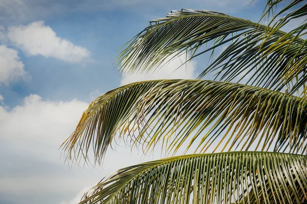 Крупный План Пальмовых Ветвей Зелеными Листьями Листочками — стоковое фото