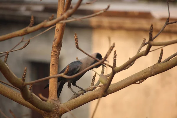 Black Crow Sitting Branch Almond Tree — Stock Photo, Image