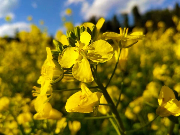 Primo Piano Colza Che Sboccia Giardino — Foto Stock