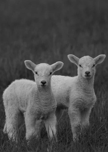 Cliché Vertical Niveaux Gris Deux Bébés Moutons — Photo