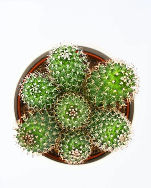 Top View Prickly Cacti Pot Isolated White Background — Stock Photo, Image