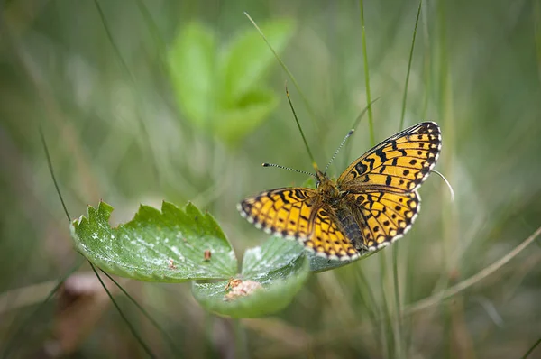 Zbliżenie Ujęcie Pięknego Małego Perłowego Motyla Fritillary Roślinach Ogrodzie — Zdjęcie stockowe