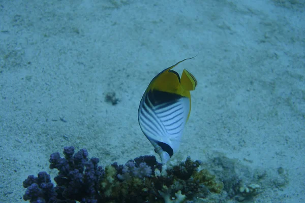 Close Tiro Threadfin Butterflyfish Oceano — Fotografia de Stock