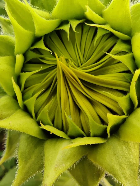 Eine Nahaufnahme Einer Sonnenblume Die Einem Garten Wächst — Stockfoto