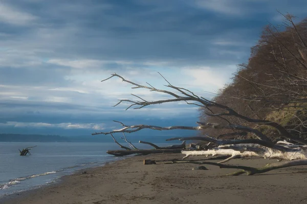 Whidbey Adasının Kumlu Sahilinde Devrilmiş Bir Ağaç Manzarası — Stok fotoğraf