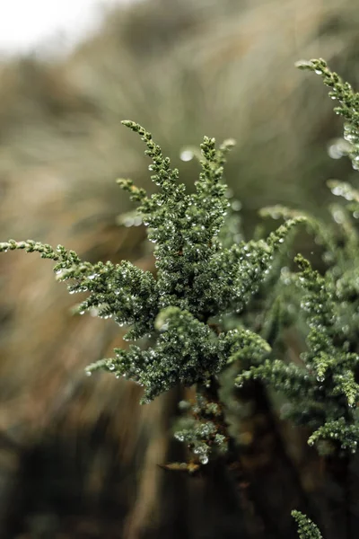 表面に低下したフライライジェオン植物の浅い焦点ショット — ストック写真
