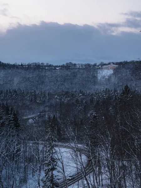 Вертикальний Постріл Деяких Ялин Вкритих Снігом Взимку — стокове фото