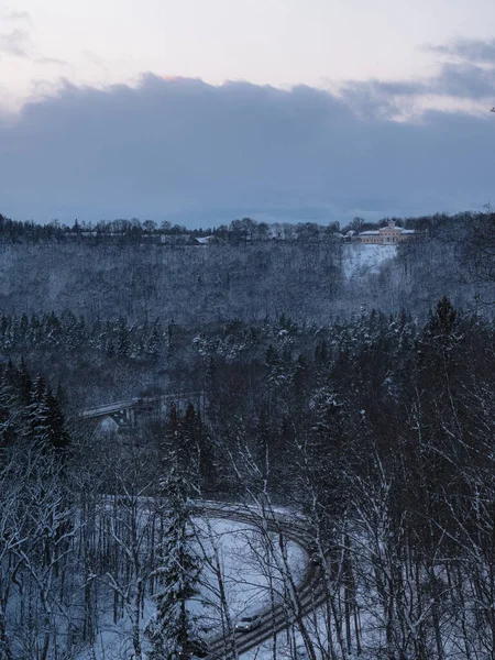 Disparo Vertical Algunos Abetos Cubiertos Nieve Invierno — Foto de Stock