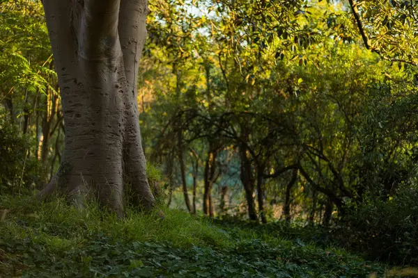 Plan Sélectif Tige Arbre Contre Les Arbres Dans Forêt Colorée — Photo