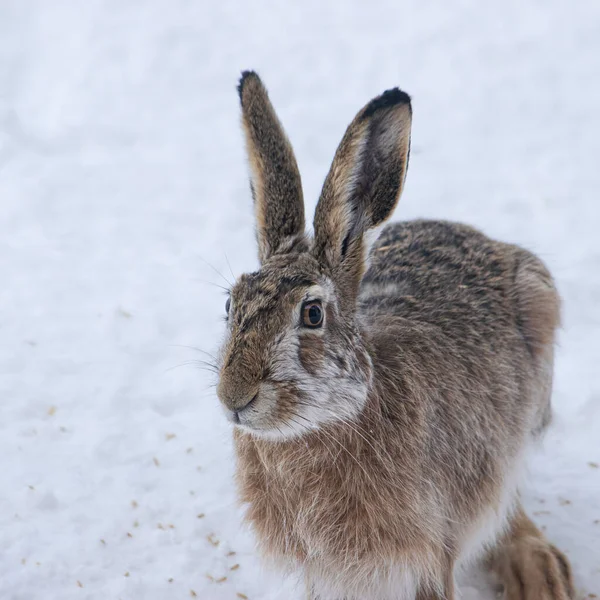 Portrait Lapin Brun Sur Neige Hiver — Photo