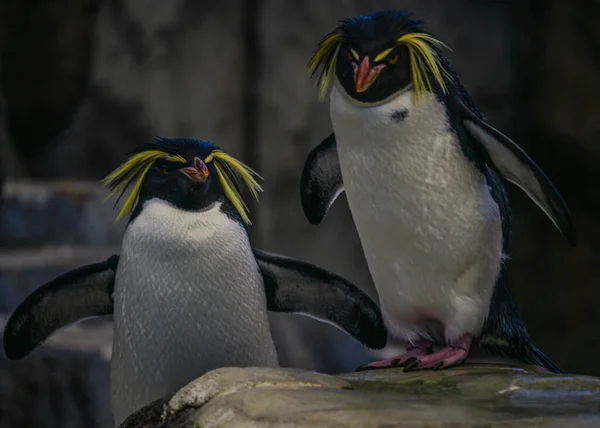 Dwa Słodkie Północne Pingwiny Rockhopper Ich Naturalnym Środowisku Wiosną — Zdjęcie stockowe