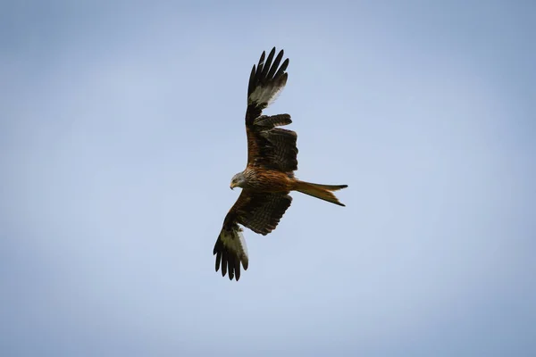 Scenic View Red Kite Flying Cloudy Sky Rhayader Wales — Stock Photo, Image