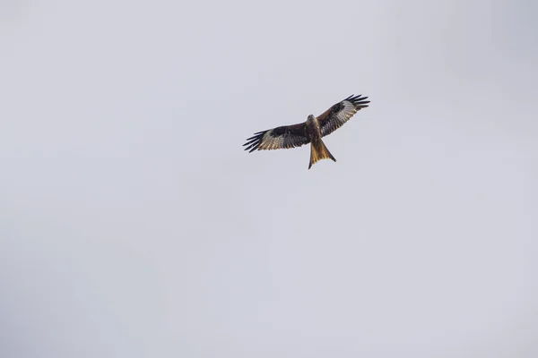 一张鹰在空中高高地飞翔的照片 — 图库照片
