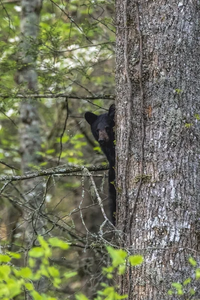 Vertical Closeup Black Bear Trying Climb Tree Forest — Stock Photo, Image