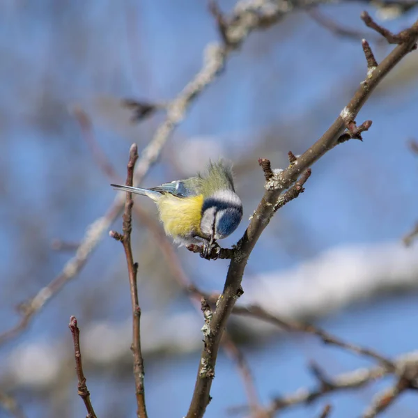 Small Tit Bright Bluish Yellow Plumage Twig Spring — Fotografia de Stock