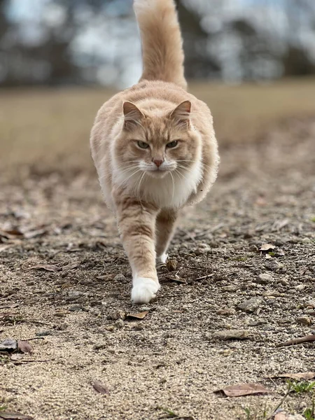 Selective Focus Shot Cat Walking Soiled Ground — Stock Photo, Image