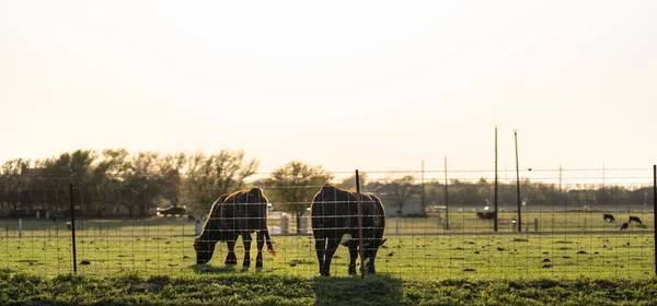 Een Stralende Zomerdag Het Platteland Met Twee Schattige Pony Die — Stockfoto