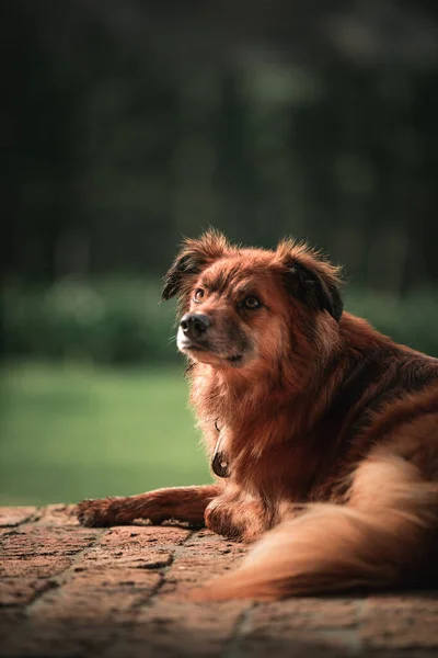Een Verticaal Portret Van Een Schattige Harige Hond Liggend Buiten — Stockfoto