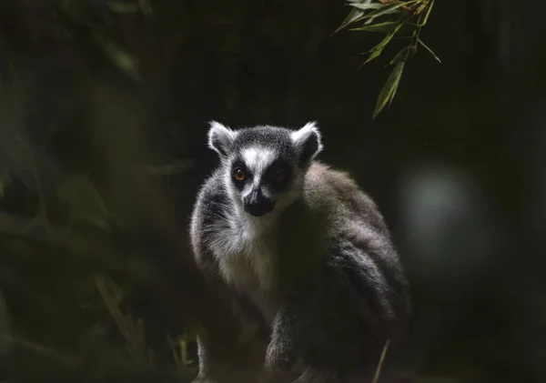 Selective Focus Shot Lemur Rainforest Royalty Free Stock Photos