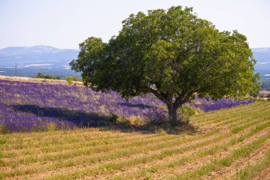 Fransa 'nın Vaucluse şehrinde yaz mevsiminde tarlada açan lavanta çiçeklerinin hava görüntüsü.