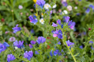 Echium Pilgrim çiçeklerinin yakın çekimi.