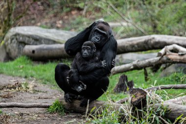 Annesi doğal ortamında olan genç bir goril.