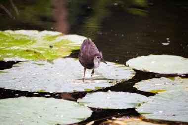 Göldeki sıradan bir kır tavuğunun seçici odak noktası.
