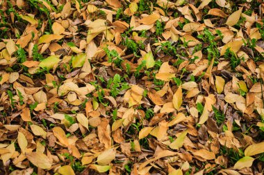 Romanya 'nın Oradea kentindeki bir parkta sonbaharın kurumuş yapraklarının yakın plan çekimi
