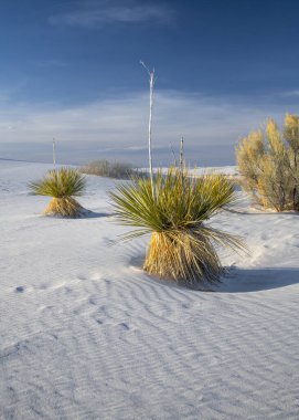 Amerika 'daki White Sands Ulusal Parkı' nda kışın çekilen dikey güzel bitkiler