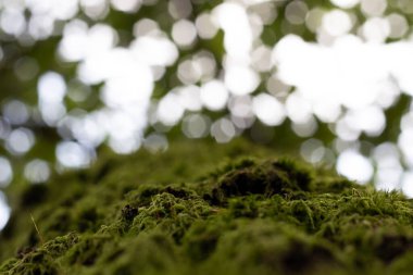 Arkaplanı bulanık olan taşın üzerine yakın plan yosun resmi.