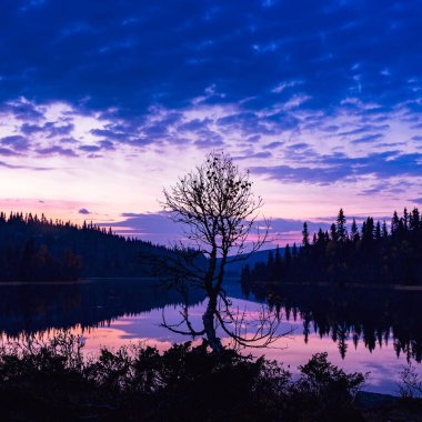 Mor günbatımlı bir ağaç silueti, Norveç 'in arka planında orman ve göl