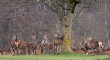 Ormanda bir grup kızıl geyik